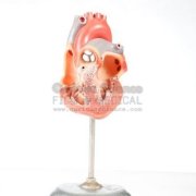 Heart Models