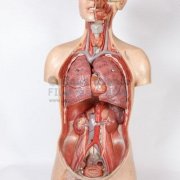 Torso and Body Models