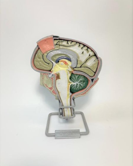 Brain Section Teaching Model
