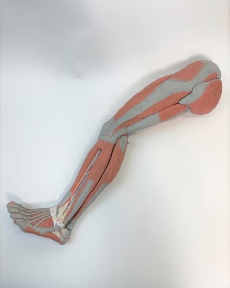Model of leg