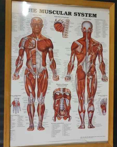 Anatomical Framed Print Muscular System 