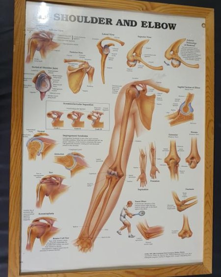 Anatomical Framed Print Shoulder & Elbow