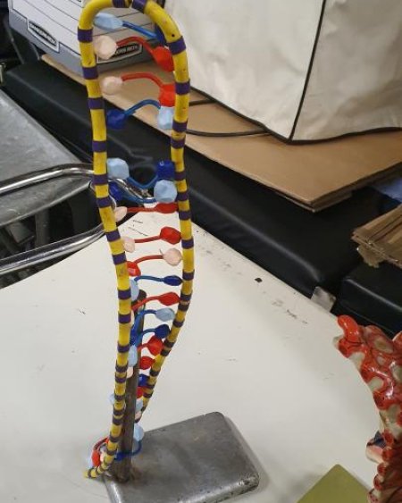 DNA model on small retort stand