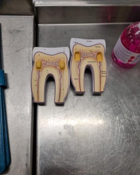  foam Tooth Teaching Model 2 parts