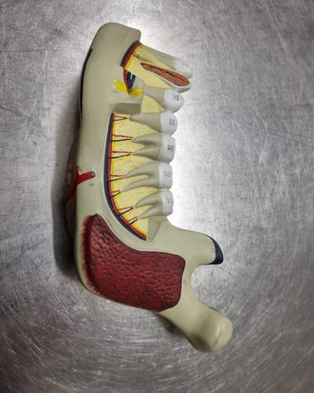 Lower Jaw Model