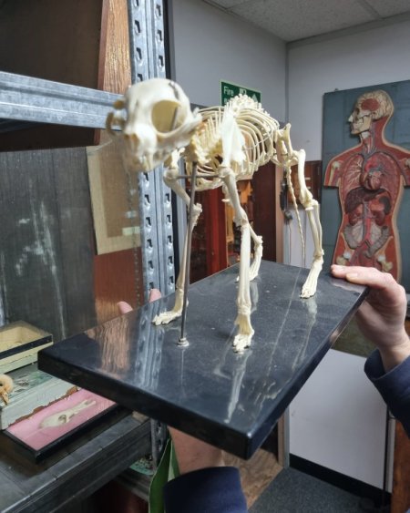 Cat Skeleton 