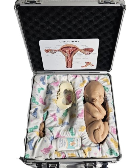 Different  Sizes of Baby Models In A Case