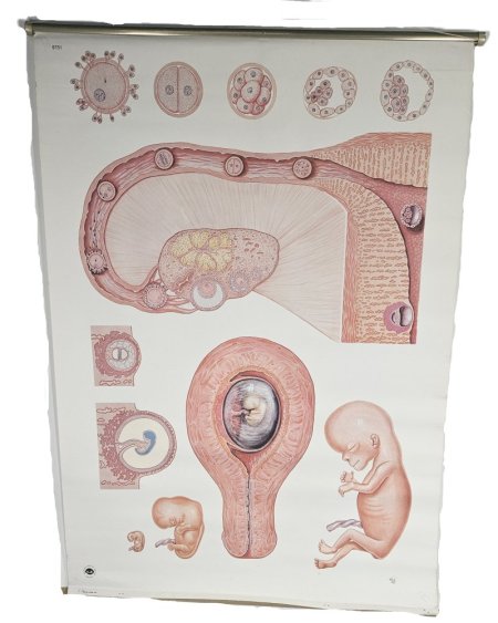 Poster Of A Embryo 