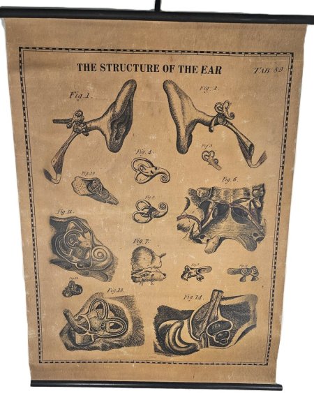 The Structure Of The Ear Period Poster