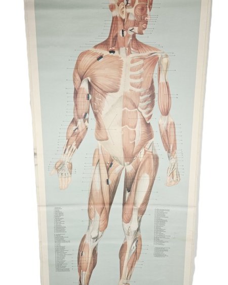 Anatomical Poster