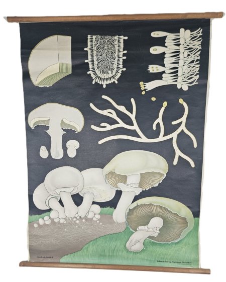 Poster of Fungus