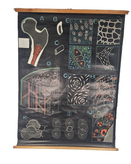 Biology Poster