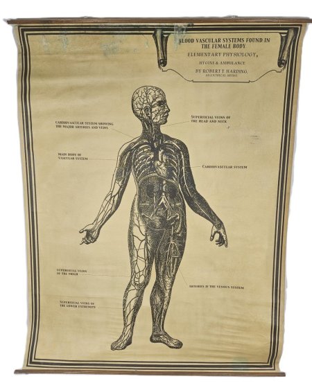 Blood Vascular System Found In The Human Body
