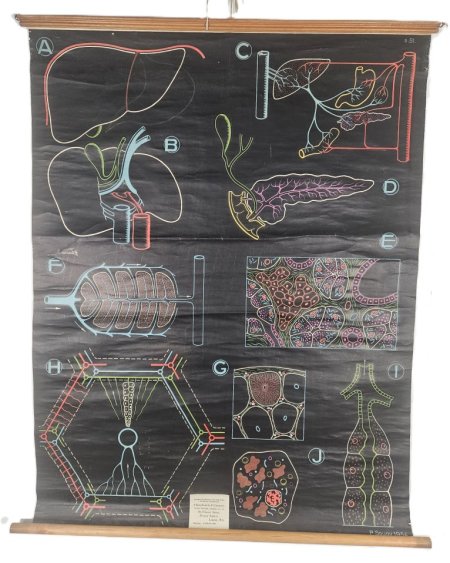 Biology Poster