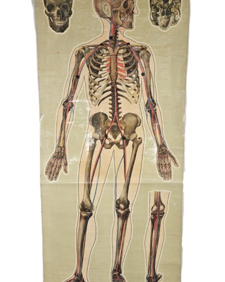 Period Anatomical Poster