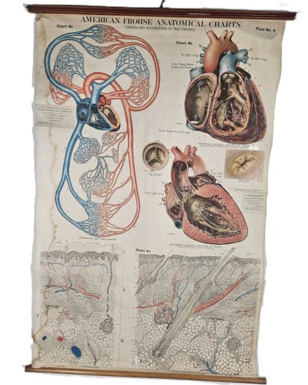 American Froshe Anatomical Heart Chart