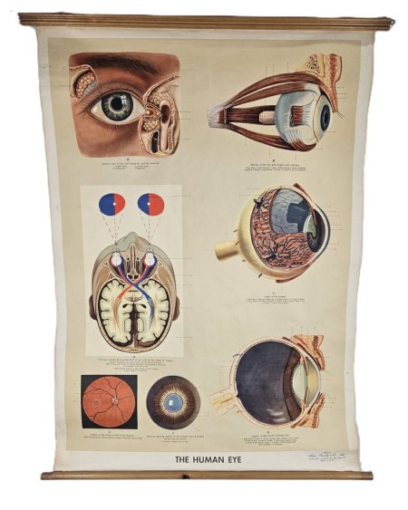 Poster Of A Human Eye