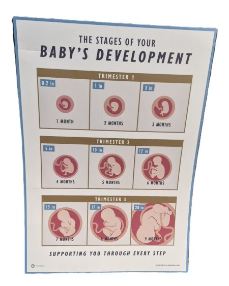 Baby Development Poster Large