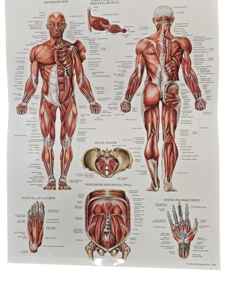 The Muscular System - The Skeletal System Laminated Poster