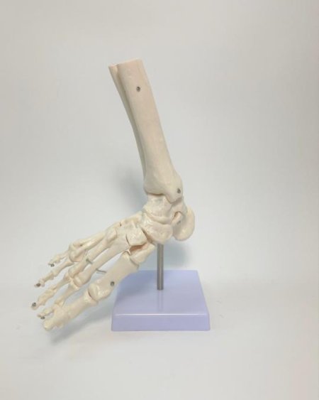 Foot and Ankle Skeletal Model