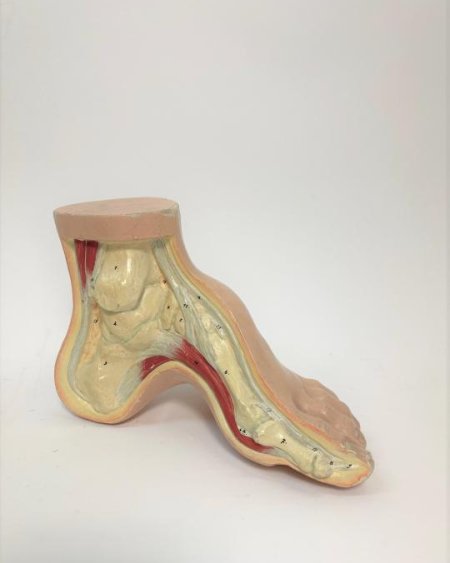 Foot Teaching Model