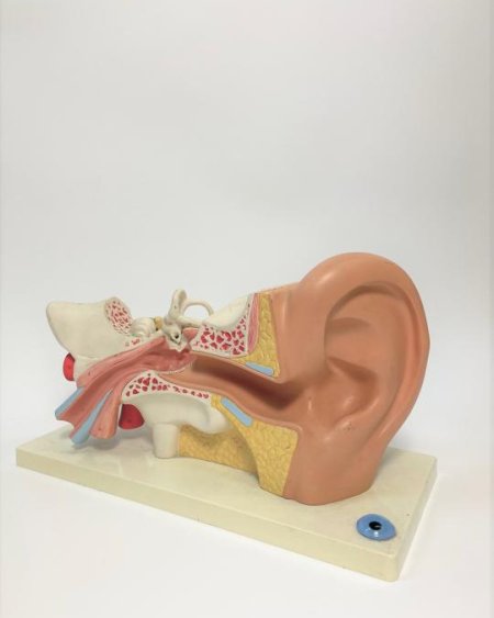 Ear Teaching Model
