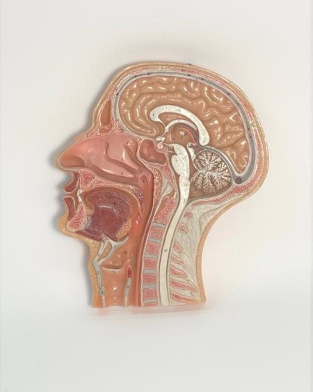 Anatomical Model Of A Half Head