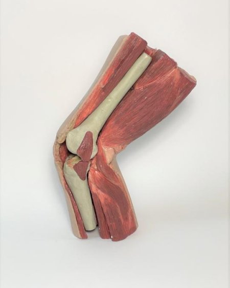 Knee joint model