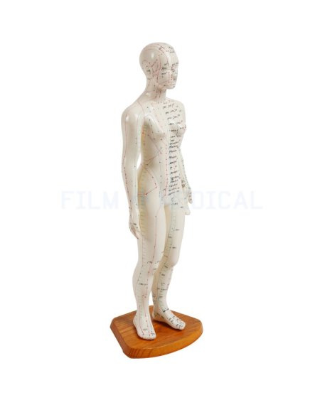 Acupuncture Model Female