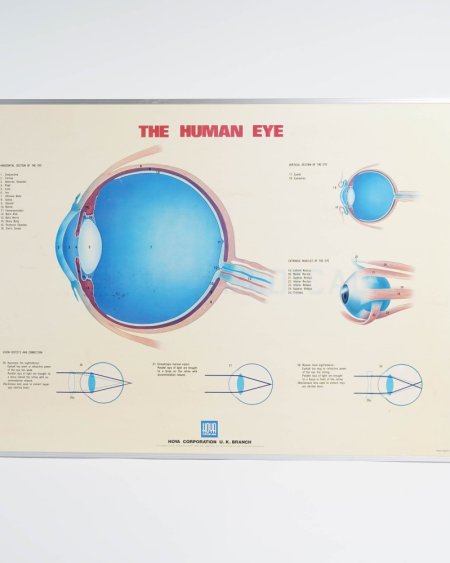 Human Eye Poster 