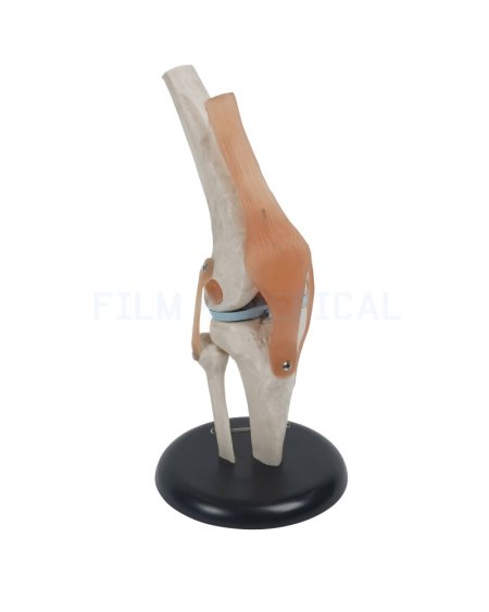 Knee Joint Model 