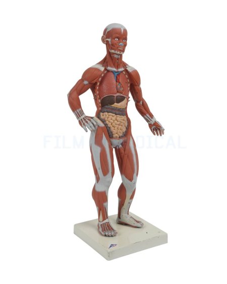 Muscular Model