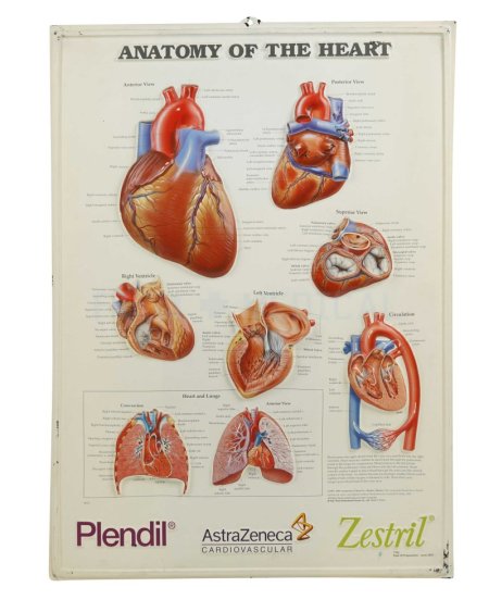 Anatomy Of the Heart Poster 3D