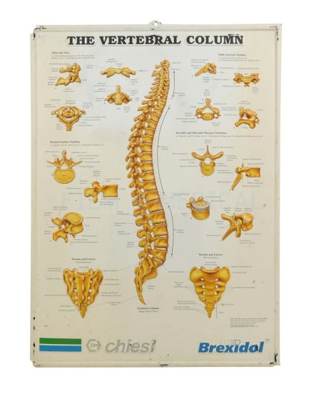 The Vertebral Column Poster 3D