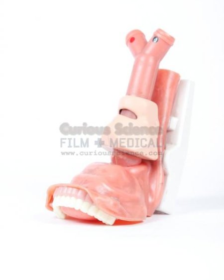 Larynx And Throat Model
