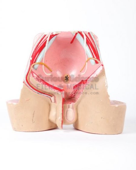 Small Male Reproductive Model