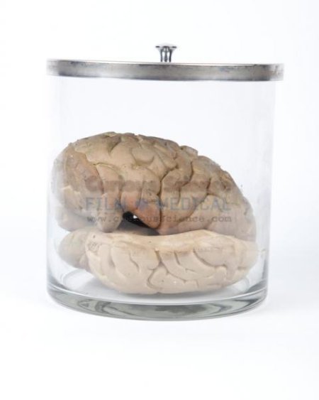 Specimen Brain In Jar