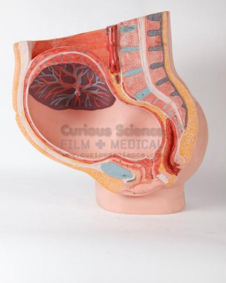 Female Reproductive Organ