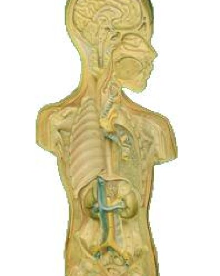 Anatomy Teaching Aid