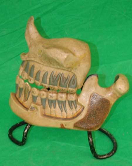 Dental Teaching Model of the Jaw