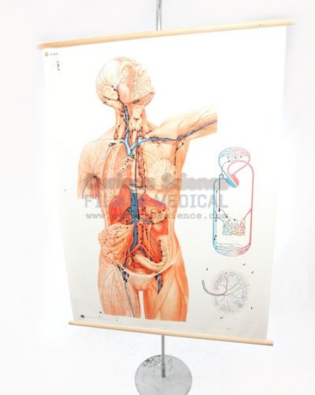 Medical Chart