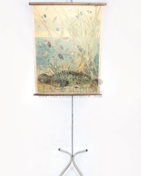 Natural history chart