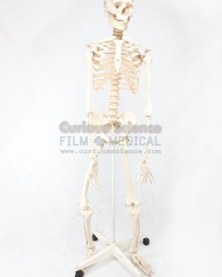 Skeleton Model
