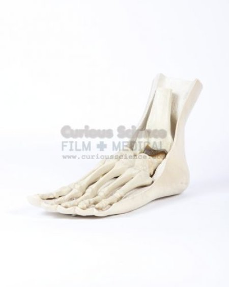 Model of foot