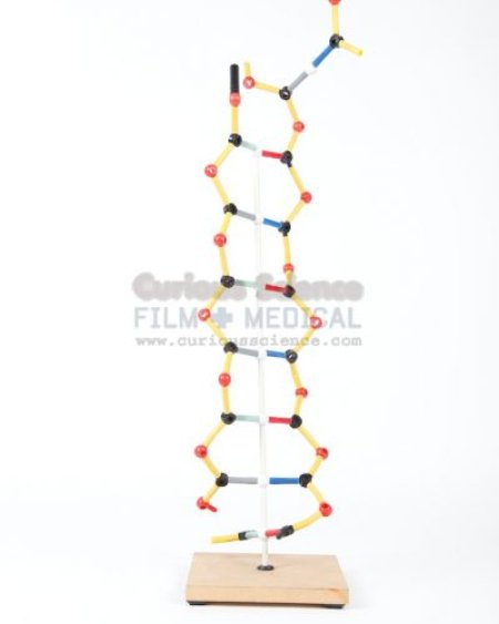 DNA model