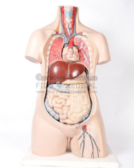 Upper Body section