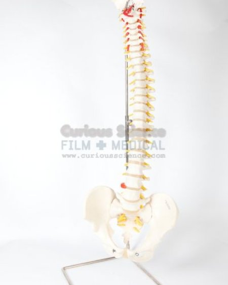 Spinal cord model