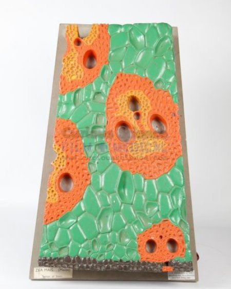 Cellular structure model
