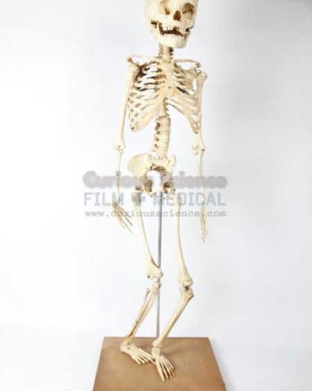 Child Skeleton
