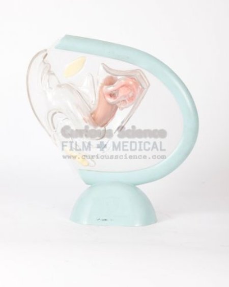 Model of Female reproductive system